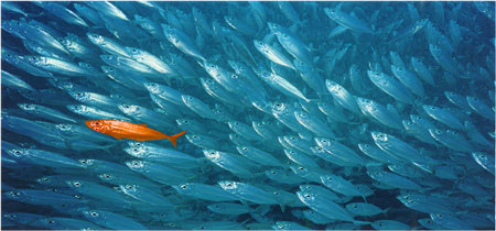 One fish stands out from thousands of others